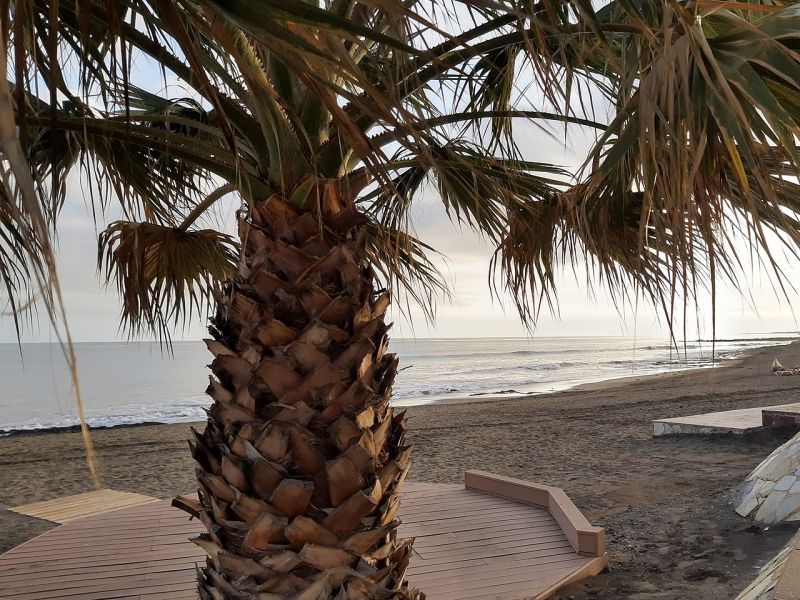 Imagen de una palmera con la playa de san agustín de fondo