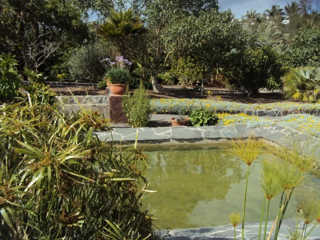 image of a pond inside the maspalomas botanical park